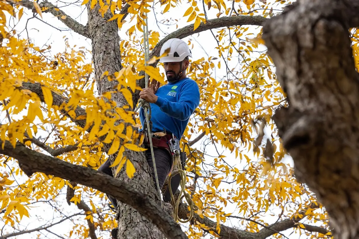 Skilled Tree Planing crew working in Syracuse